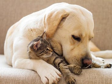 The Essence of Elegance: Barbra Streisand Official Merchandise Revealed